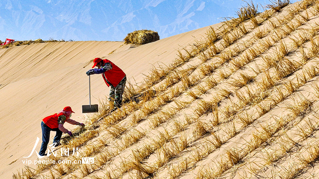 甘肅肅南：巴丹吉林沙漠“鎖邊”忙【5】