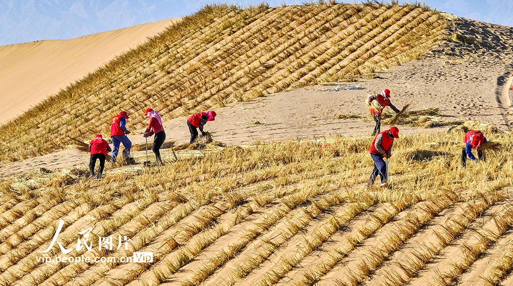 甘肃肃南：巴丹吉林沙漠“锁边”忙【6】