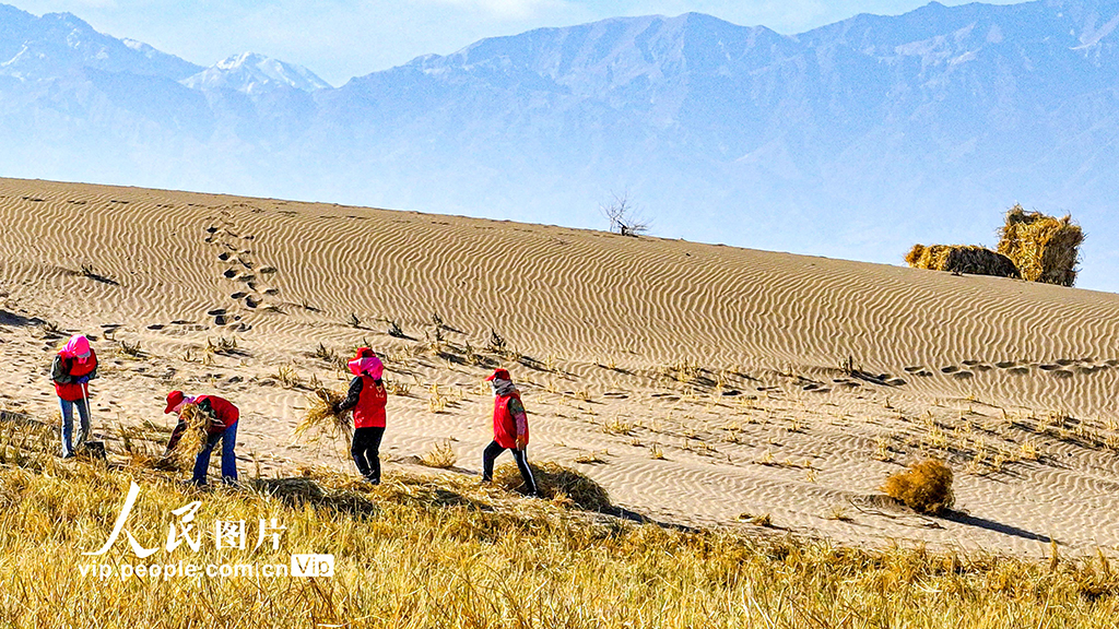 甘肃肃南：巴丹吉林沙漠“锁边”忙【8】