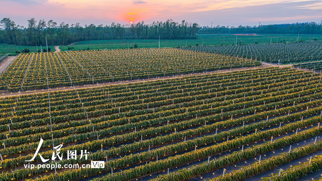 廣西合浦：火龍果基地燈光璀璨【2】