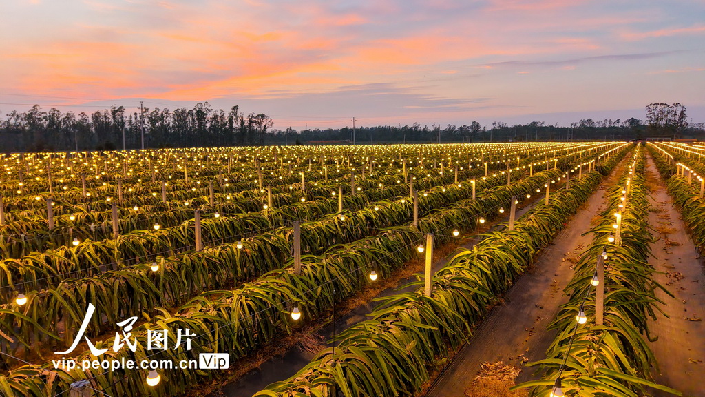 廣西合浦：火龍果基地燈光璀璨【4】