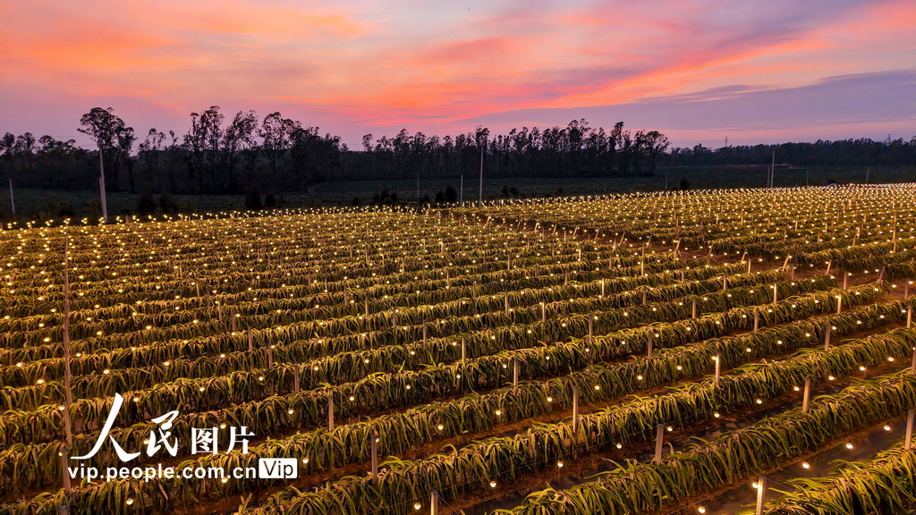 廣西合浦：火龍果基地燈光璀璨【5】