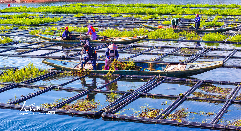 浙江淳安：湖上菜园“整地”忙【8】