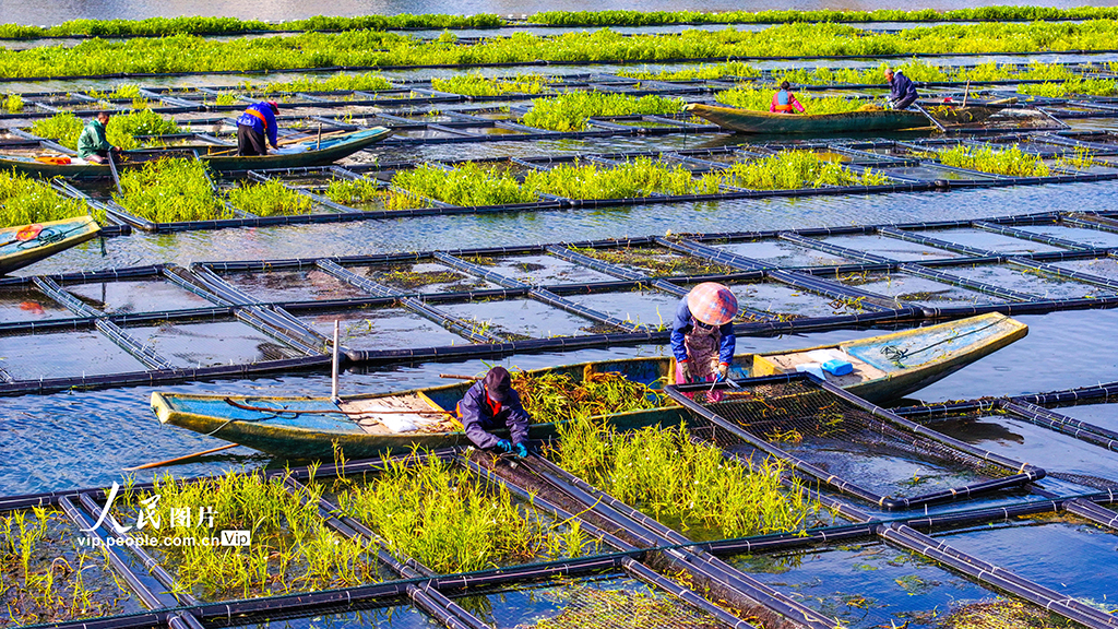 浙江淳安：湖上菜园“整地”忙【4】