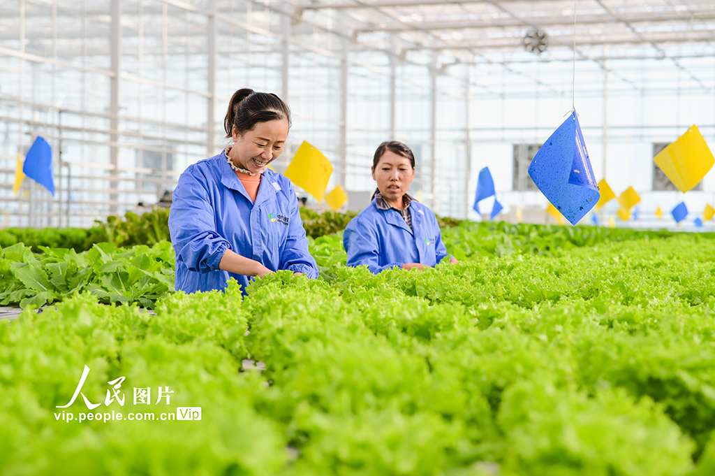 新疆昌吉：智慧農業促發展【3】