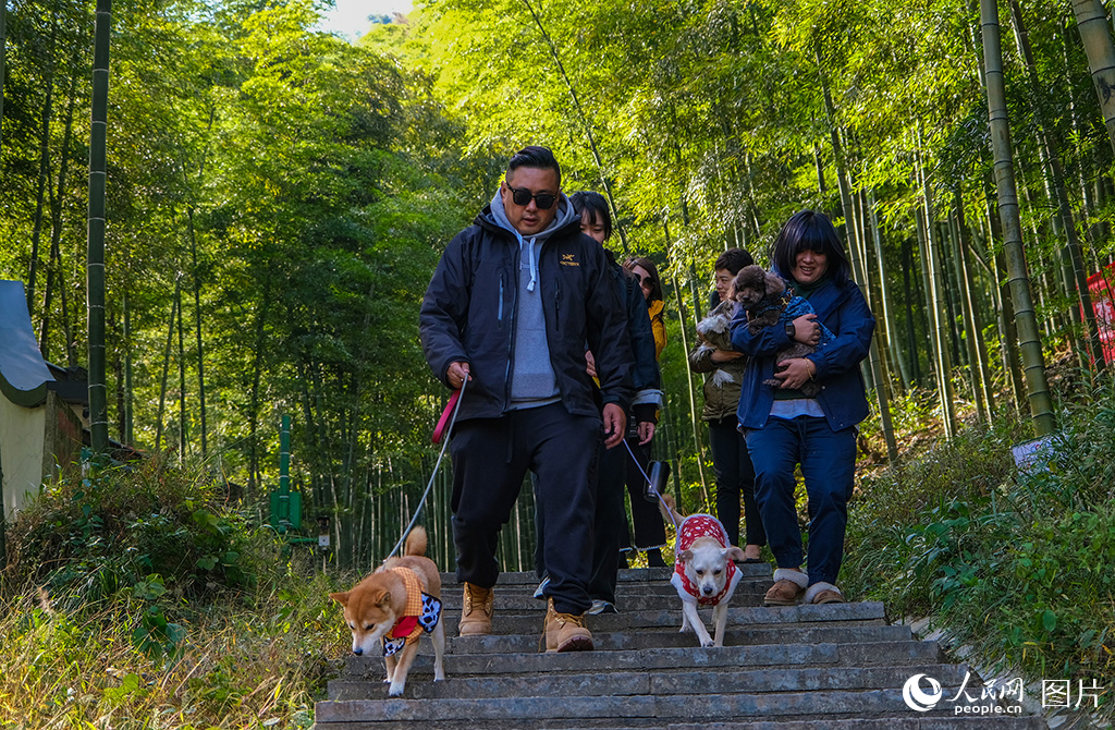 携宠游客在安吉大竹海游玩。