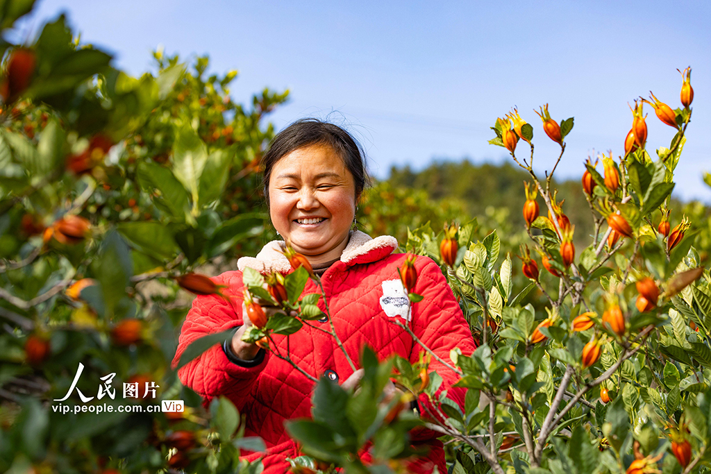湖北秭归：采摘栀子【3】
