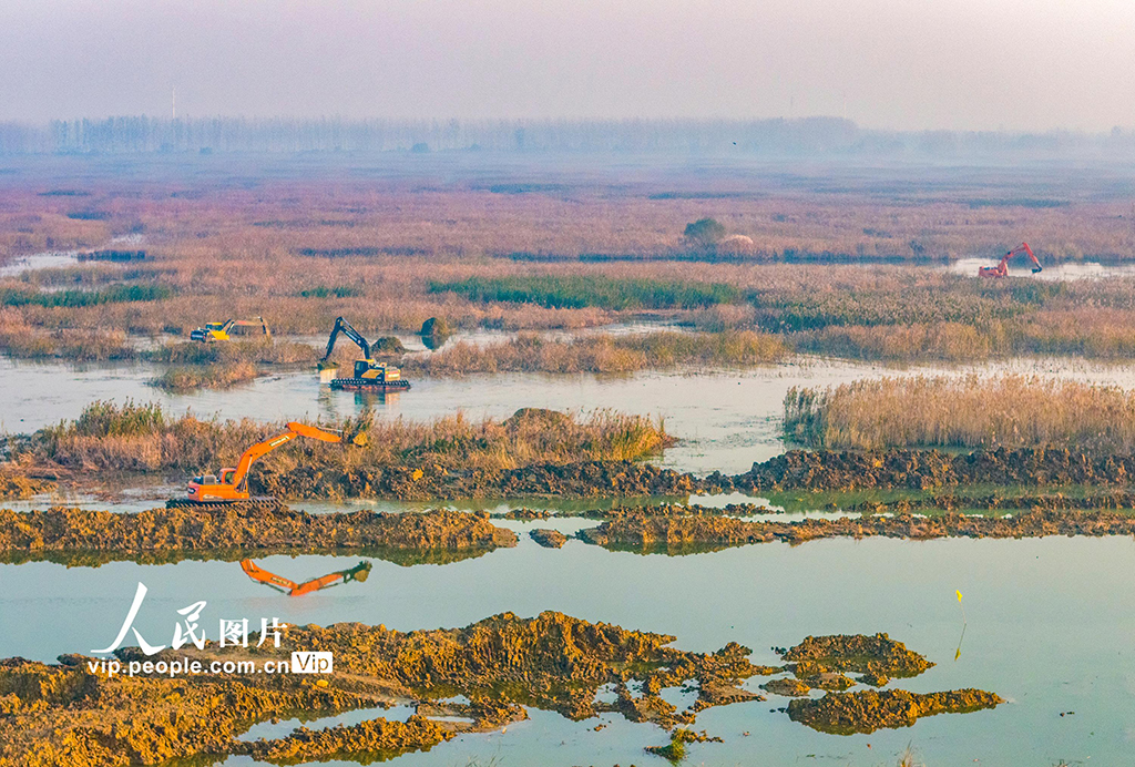 江苏泗洪：修复洪泽湖湿地【2】