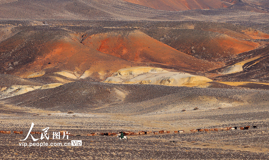新疆阿勒泰:牧民冬季轉場【4】