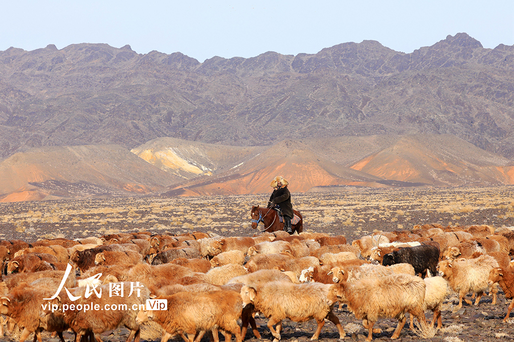 新疆阿勒泰：牧民冬季转场