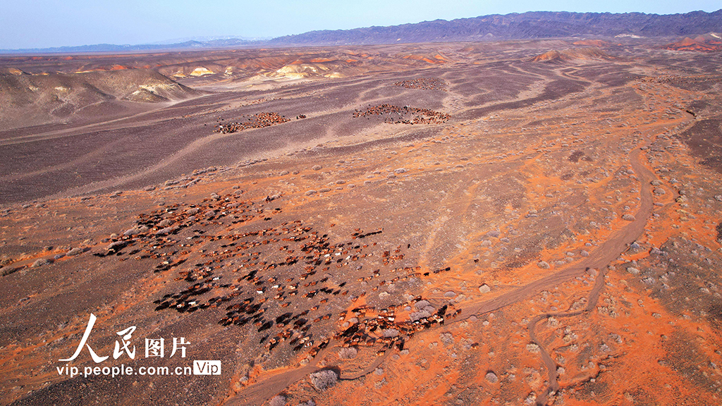 新疆阿勒泰:牧民冬季轉場【3】