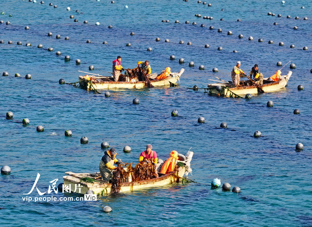 遼寧大連：播種海帶苗【4】