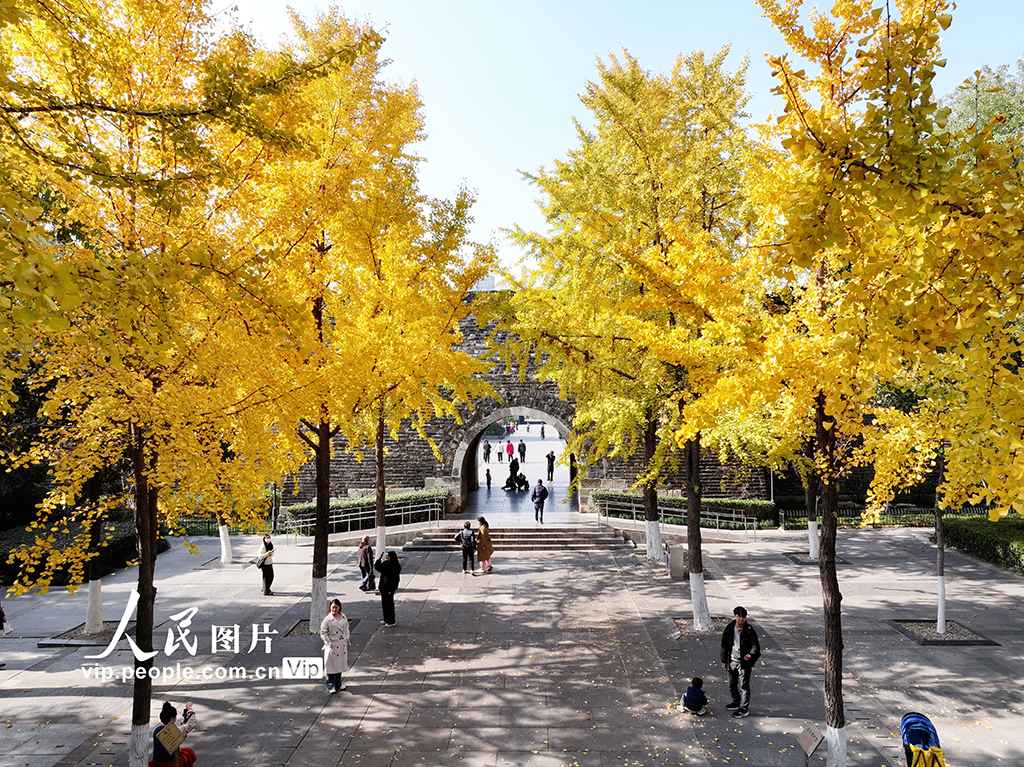 江蘇南京:銀杏披“金甲”【3】