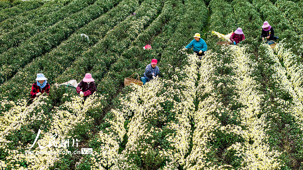 安徽蕪湖：採收貢菊【2】