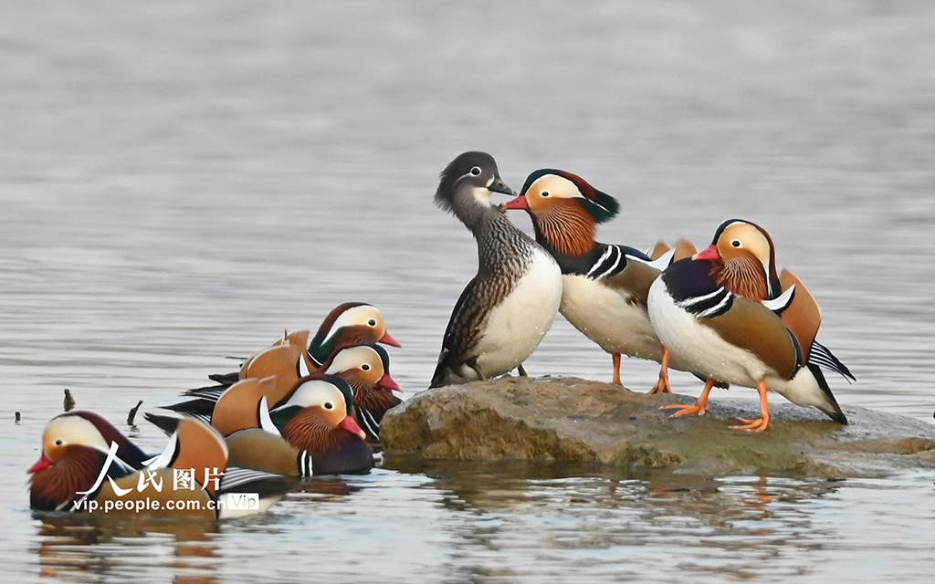 山東青州：鴛鴦戲水【2】
