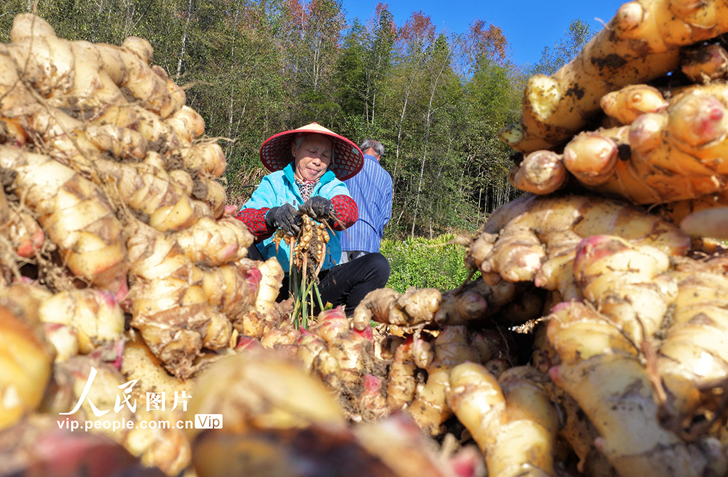 湖南汝城：采收小黄姜【3】