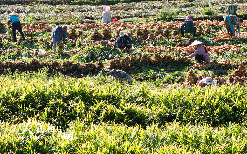 湖南汝城:采收小黄姜【4】