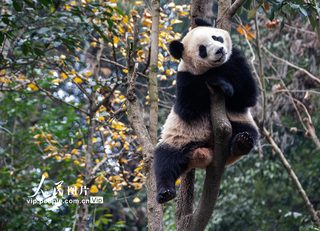 四川雅安:大熊貓萌態十足惹人愛【5】