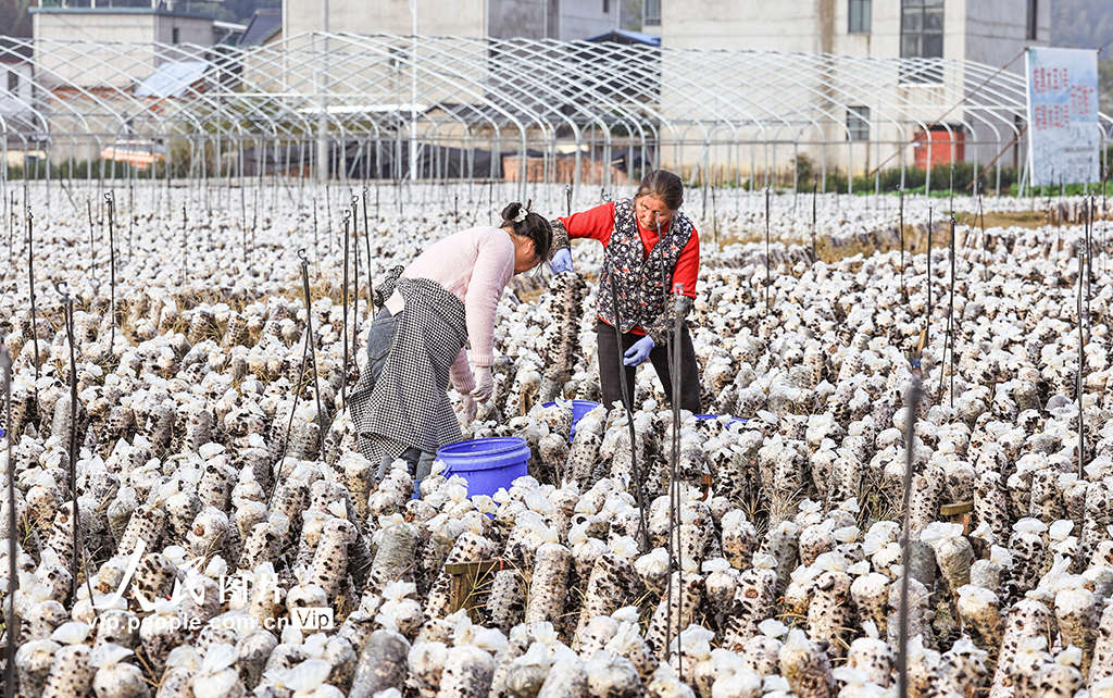 安徽歙縣：木耳喜豐收 採收正當時【3】