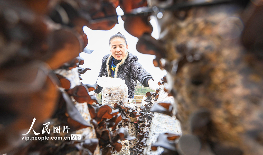 安徽歙县：木耳喜丰收 采收正当时【4】