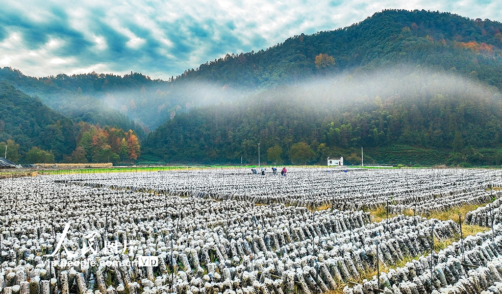 安徽歙县:木耳喜丰收 采收正当时【6】
