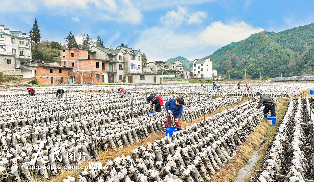 安徽歙县：木耳喜丰收 采收正当时【2】