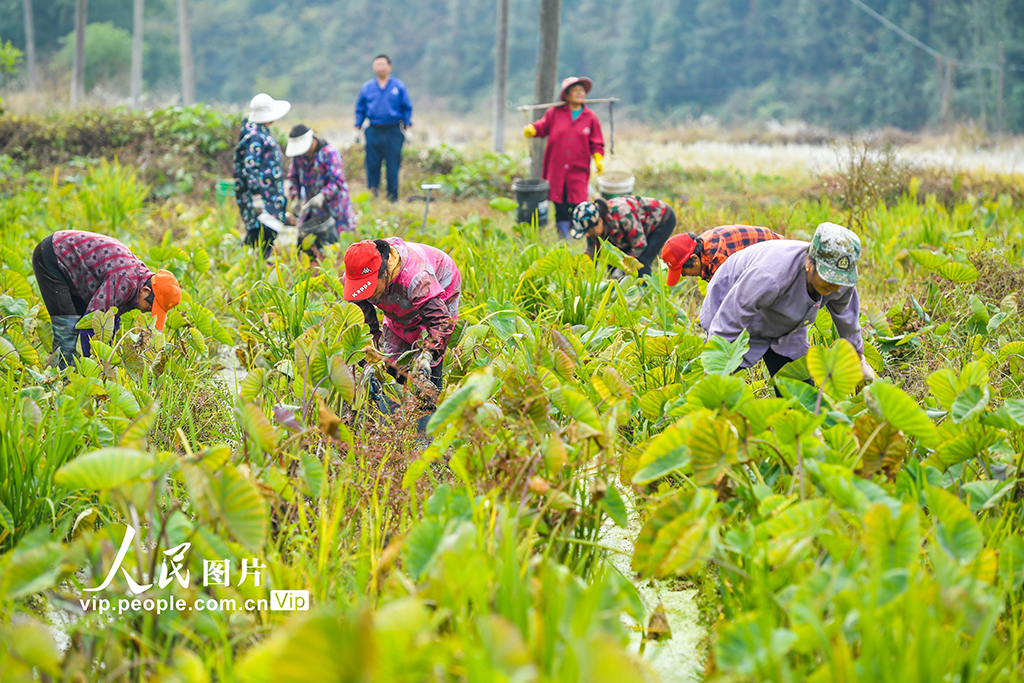 江西宜豐：檳榔芋頭採收忙 特色農業促振興【3】