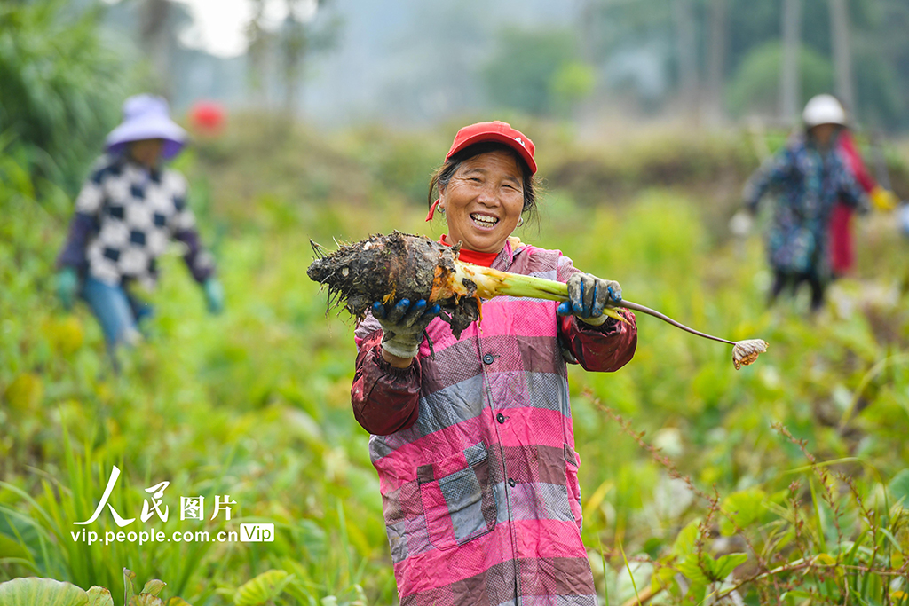 江西宜豐：檳榔芋頭採收忙 特色農業促振興【2】