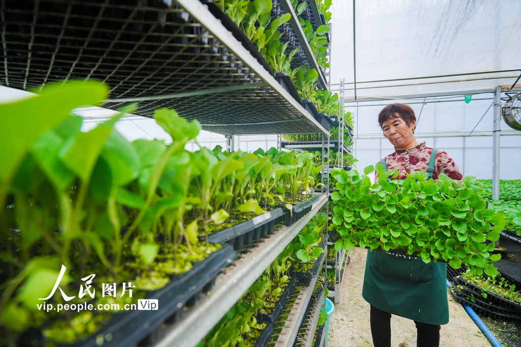 重庆：智慧工厂育苗忙【3】