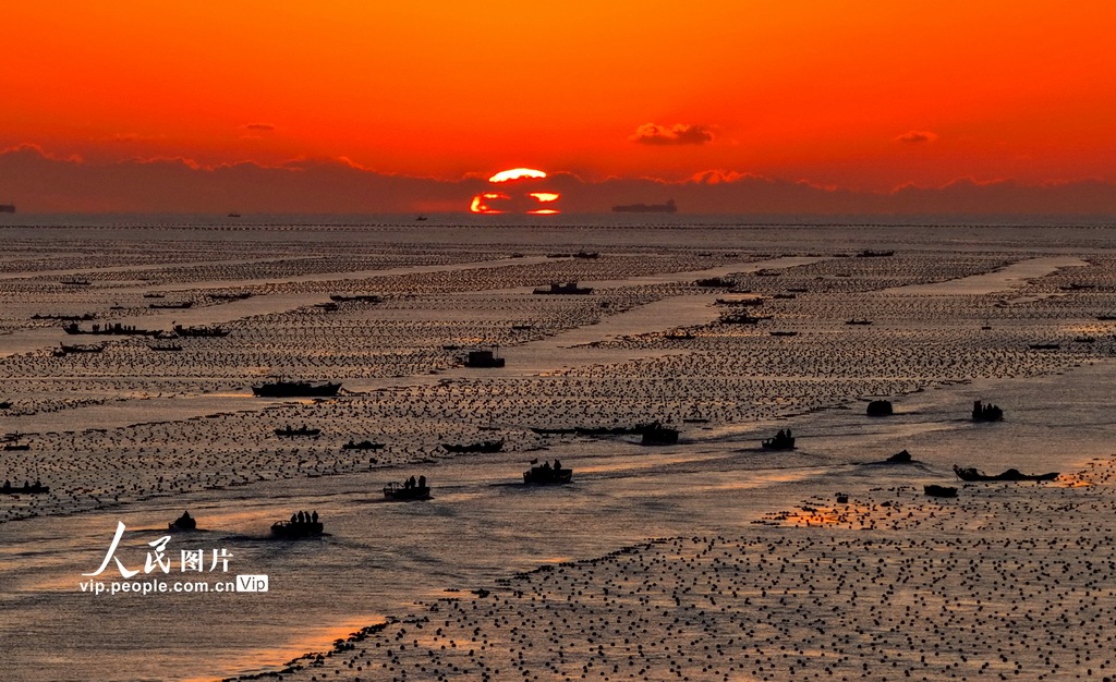 山东荣成：海洋牧场作业忙【4】