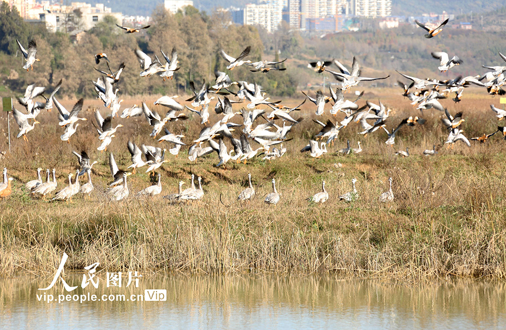 贵州威宁:万鸟云集草海越冬【2】