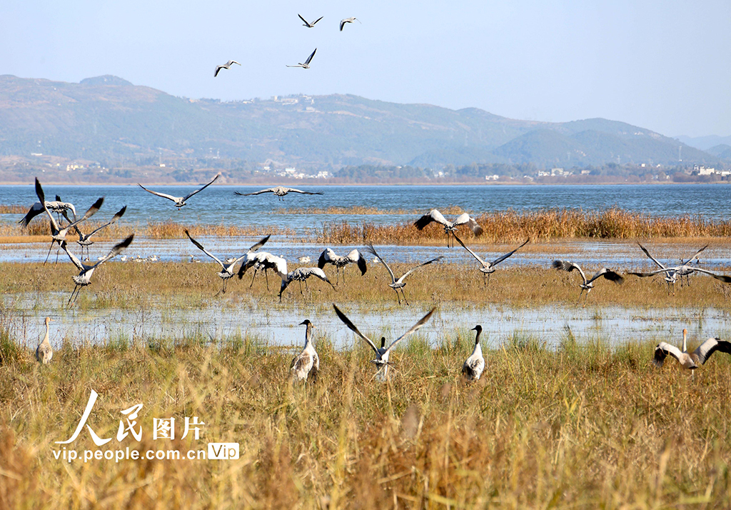 贵州威宁：万鸟云集草海越冬【5】