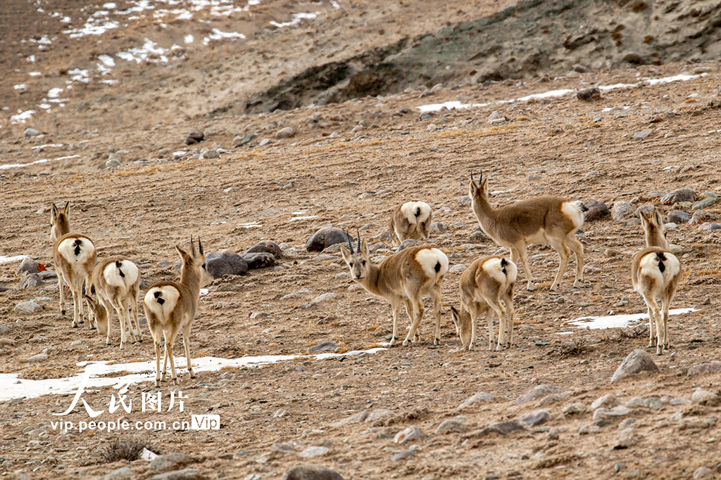 甘肃阿克塞：秘境深处的哈尔腾草原【6】