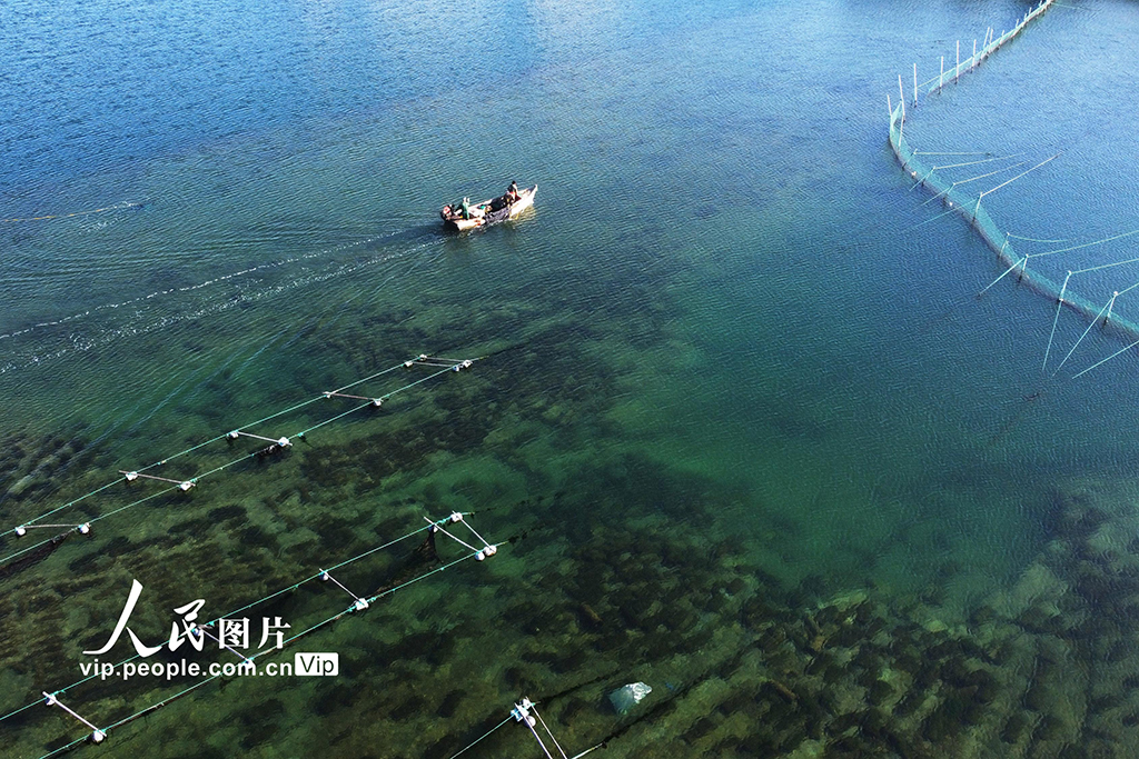 山东荣成：捕捞海参【3】