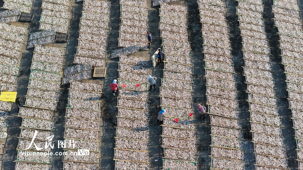 山东日照：沿海开启“晒鲜”模式【2】