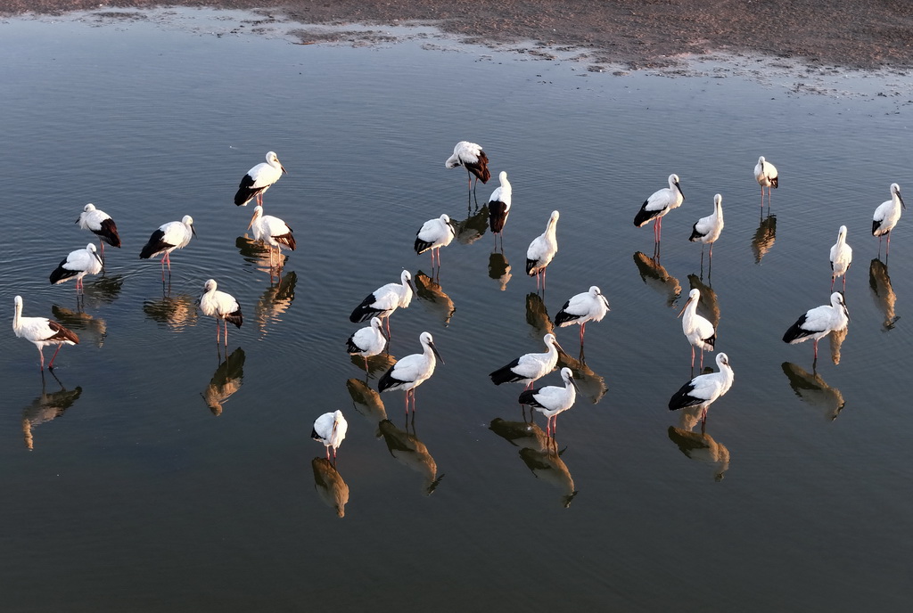 11月30日，东方白鹳在河北省唐山市丰南区沿海湿地水面上觅食（无人机照片）。