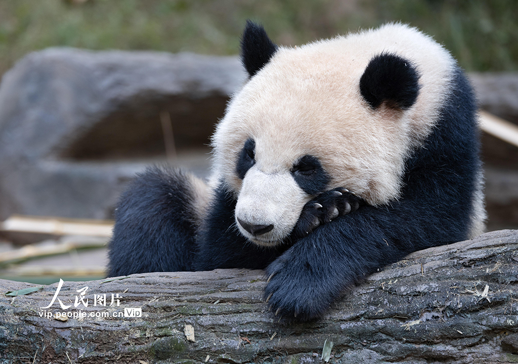 四川都江堰：大熊猫憨态可掬惹人爱【4】