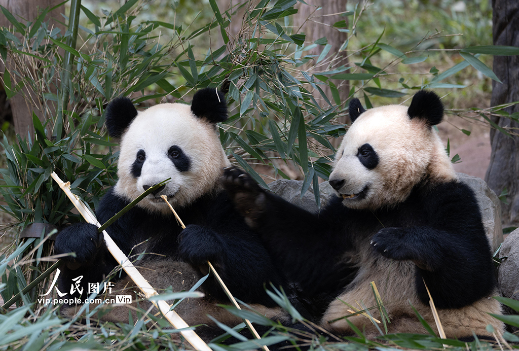 四川都江堰：大熊猫憨态可掬惹人爱【6】