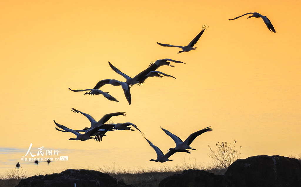 云南昭通：黑颈鹤湿地越冬【3】