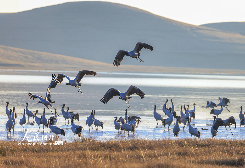 雲南昭通：黑頸鶴濕地越冬【4】