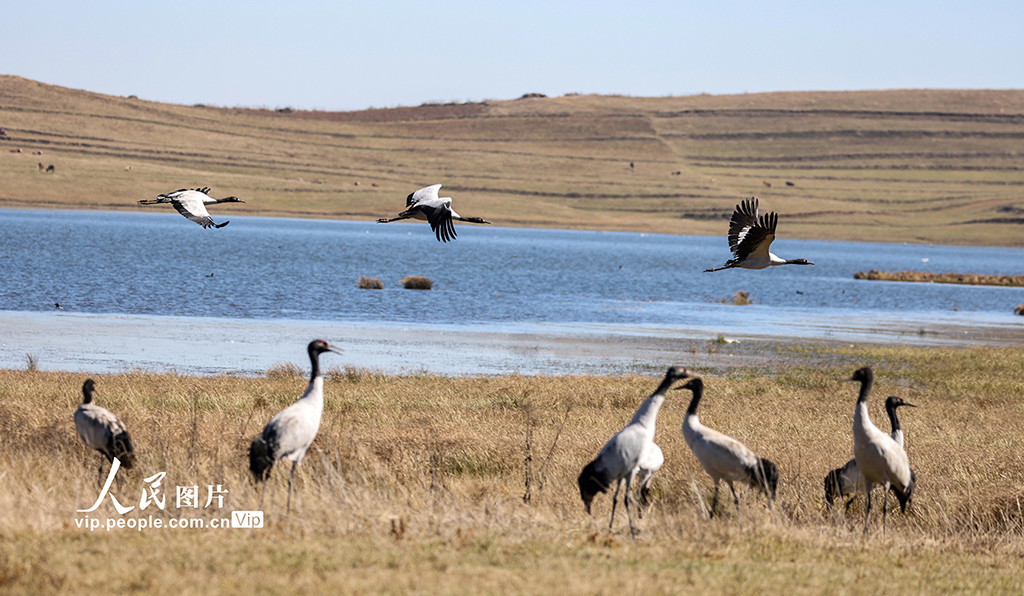 云南昭通：黑颈鹤湿地越冬【5】