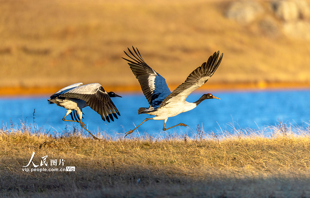 雲南昭通：黑頸鶴濕地越冬【6】