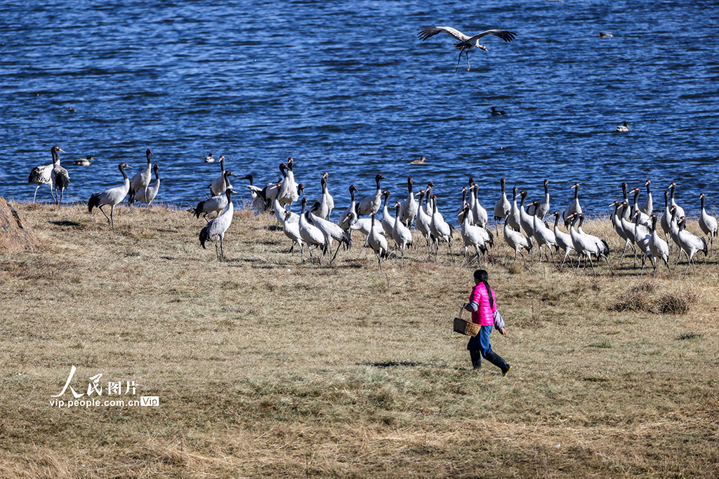 云南昭通：黑颈鹤湿地越冬【8】