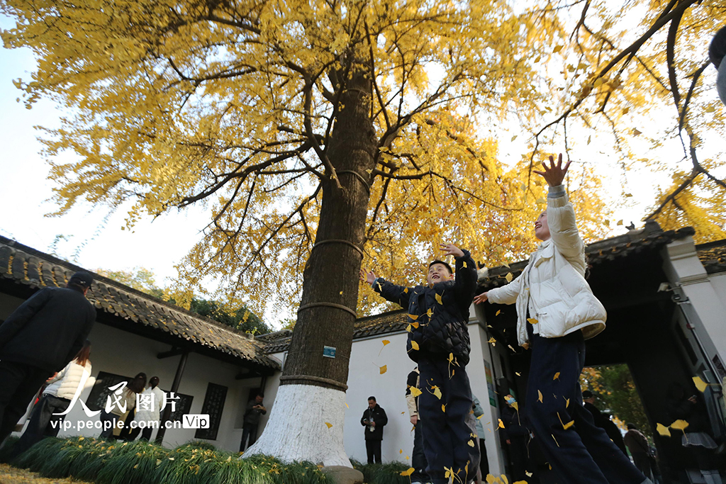 江蘇揚州：初冬賞銀杏【4】