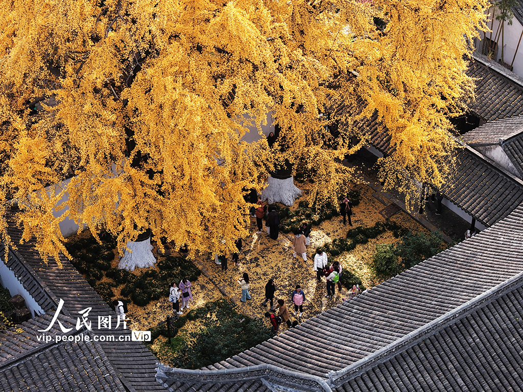 江蘇揚州:初冬賞銀杏【2】