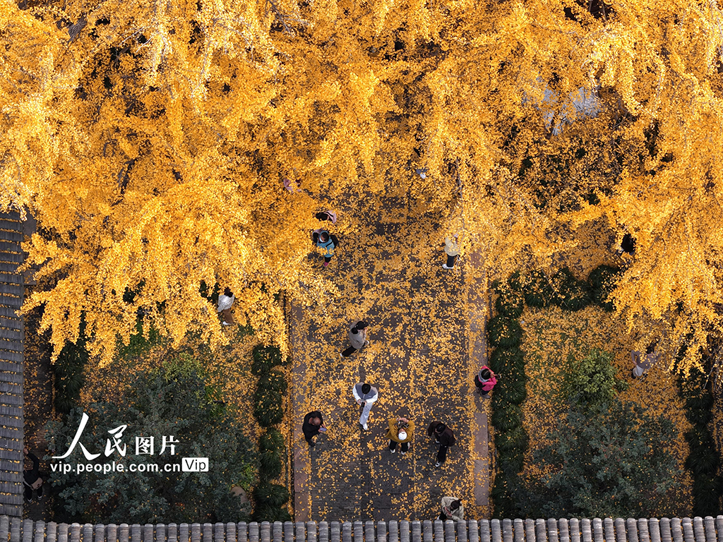 江蘇揚州：初冬賞銀杏【7】