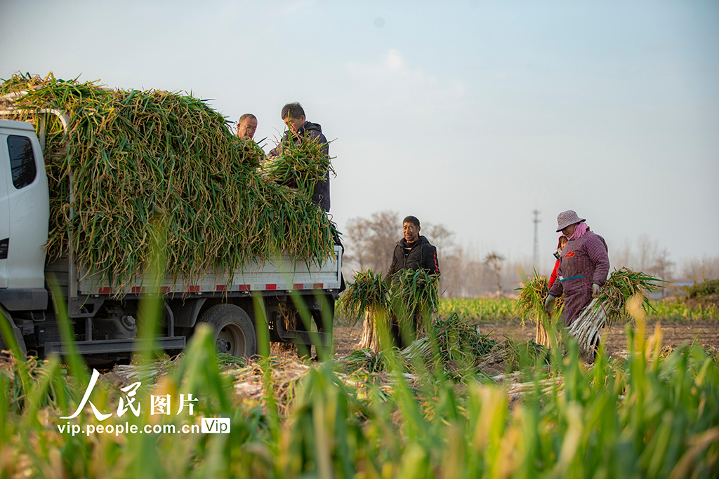 河南宁陵：大葱喜丰收