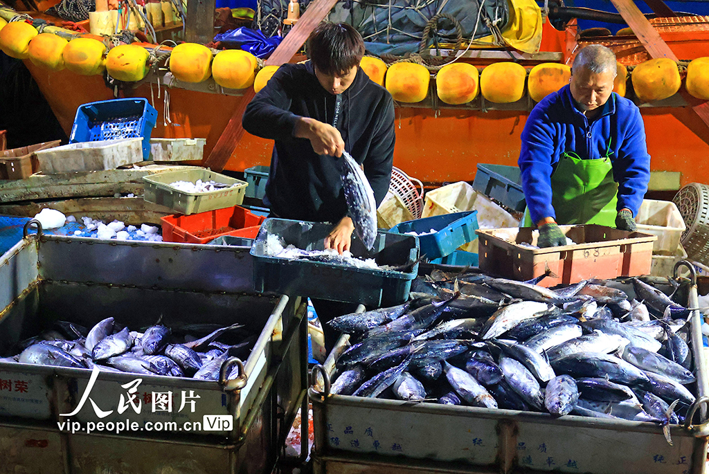 浙江玉环：冬捕丰收鱼满仓