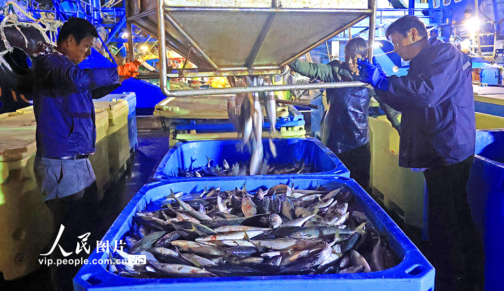 浙江玉环:冬捕丰收鱼满仓【4】