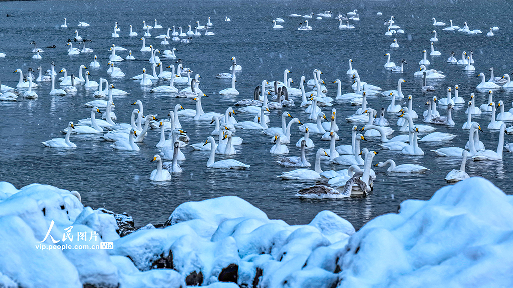 山东荣成：天鹅海湾 雪景如画